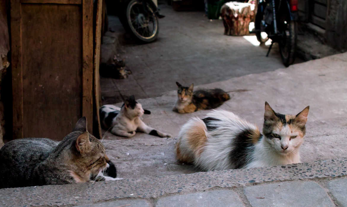 Cat Gang – Marrakech
