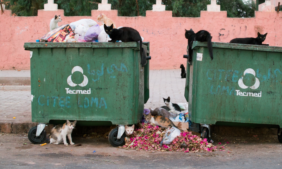 Hungry Cats in Marrakech