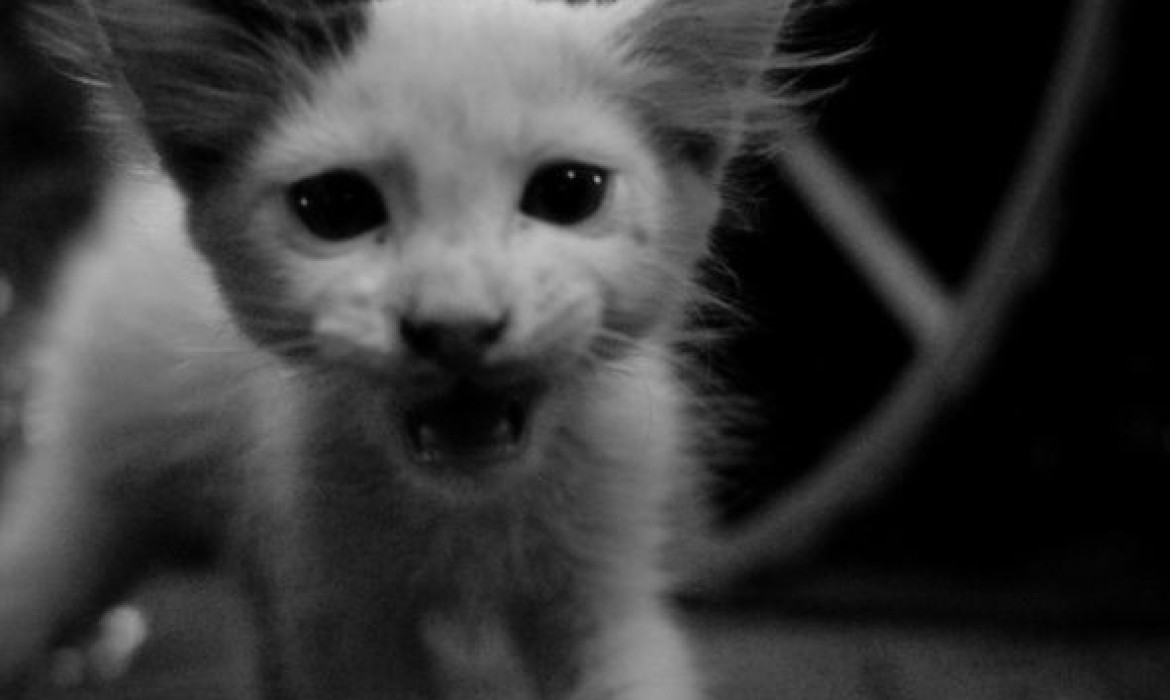 Kitten Crying for Food – Marrakech