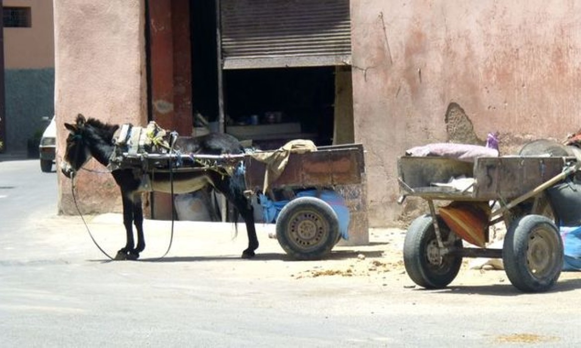 Lonely Donkey in Marrakech