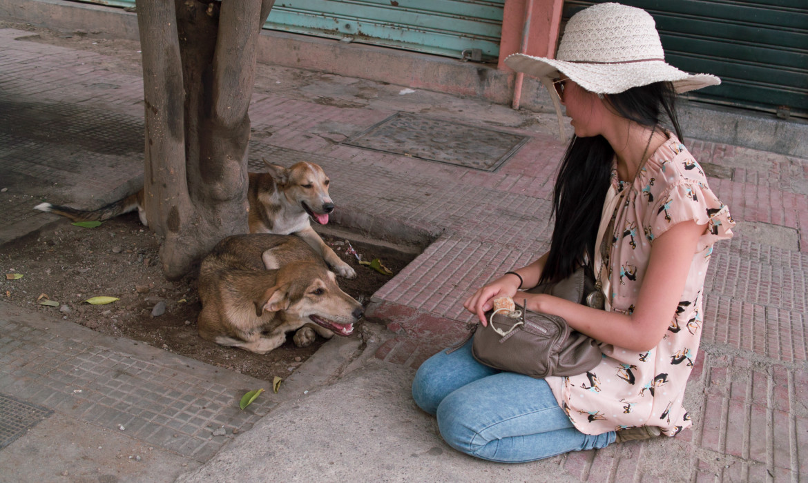 My Straying Dog Friends