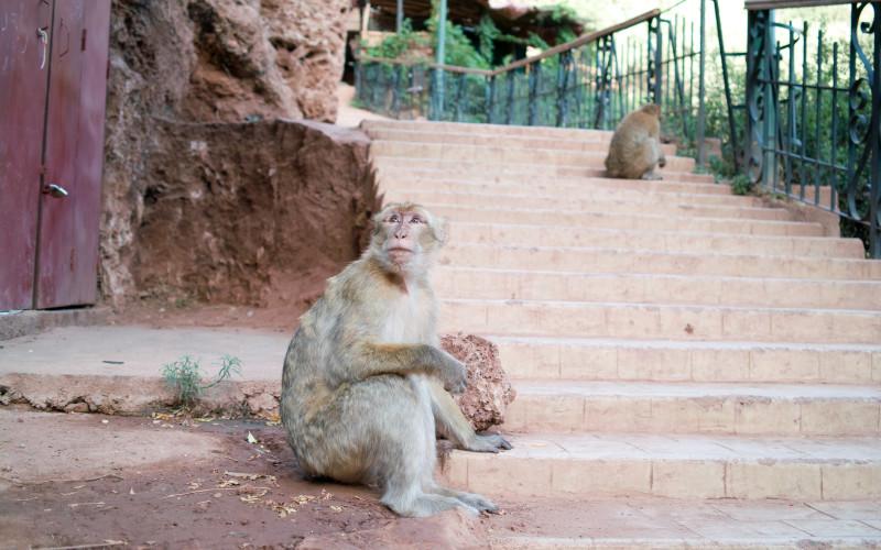 Ouzoud Waterfalls Monkeys