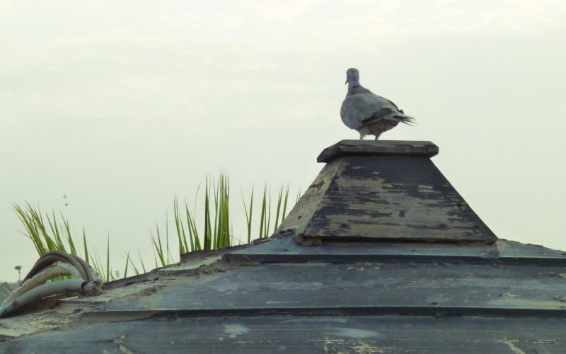 Pigeon on the Roof Top – Riad Laarouss