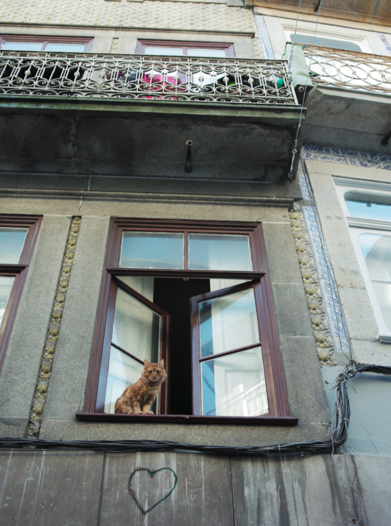 Road trip through Portugal - Cat in Porto