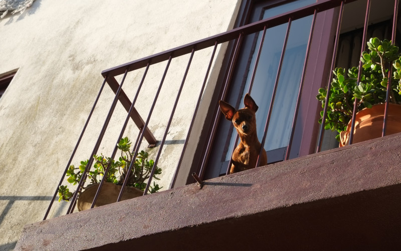 Porto Tipps – Hund am Fenster 2