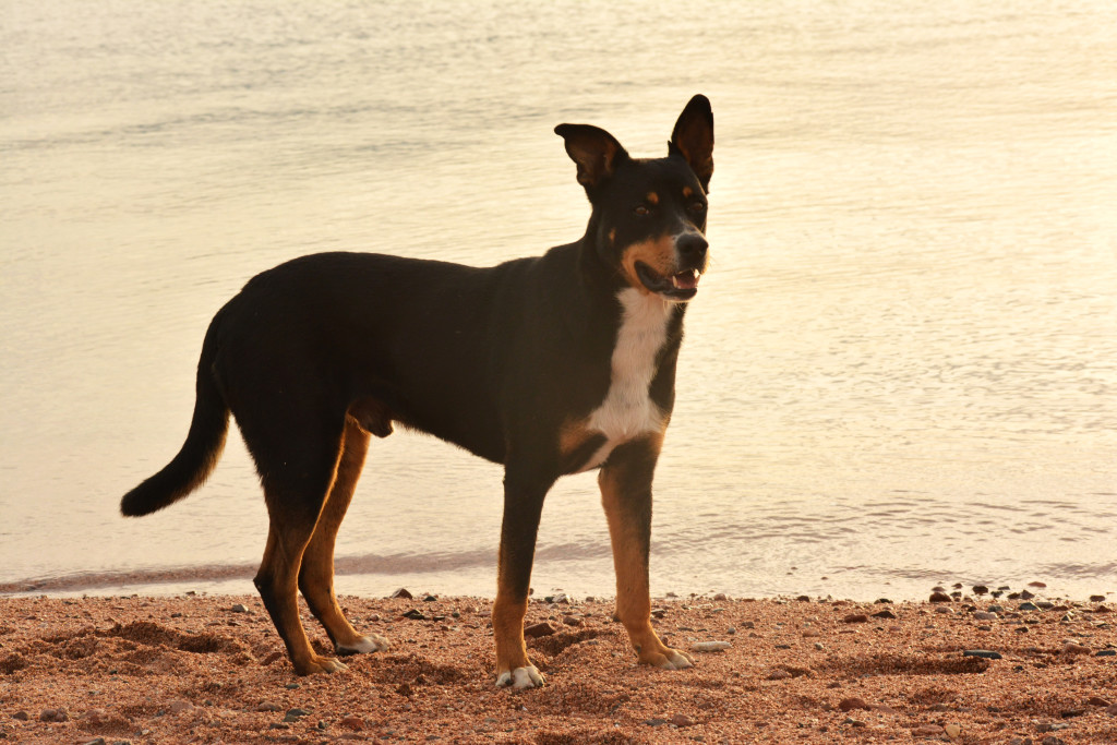 Streunende Hunde in Dahab